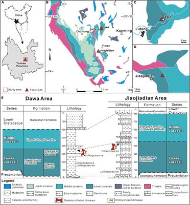 Rare Earth Elements in Dinosaur Bones Across the Embryo-Adult Spectrum